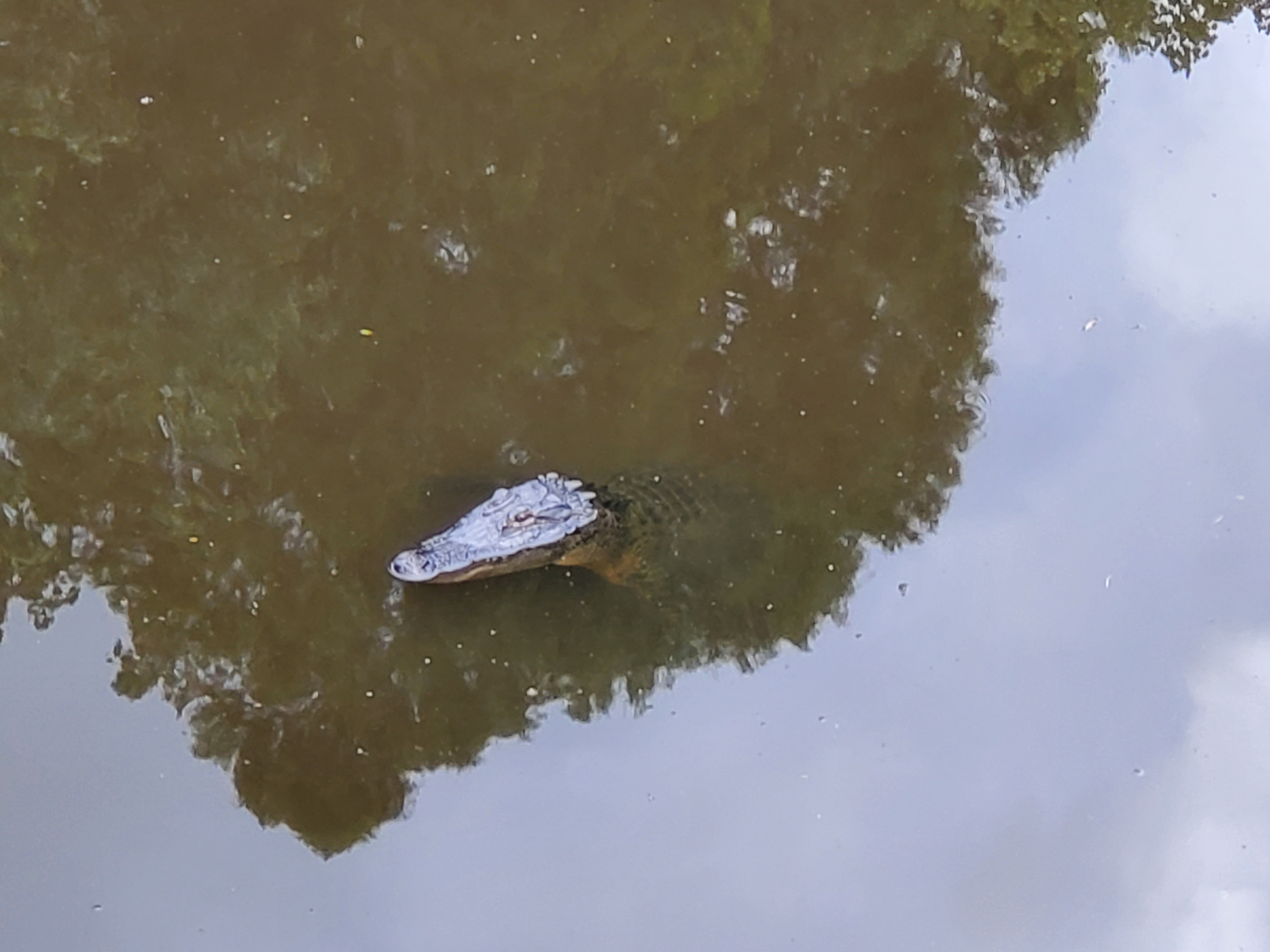 Alligator at Pocotaligo River
